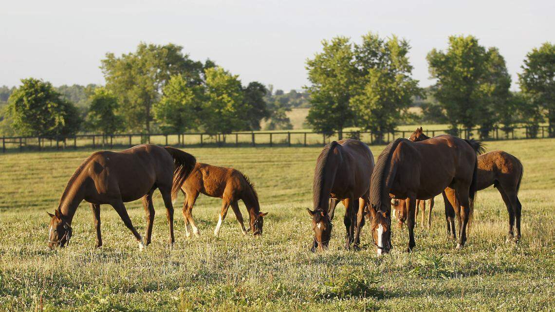 Broodmares and foals grazed at the Runnymede Farm in Paris, in 2012. The foal crop has been dropping steadily since 1986, when it peaked at 51,296. The 2014 crop was estimated at 22,000.