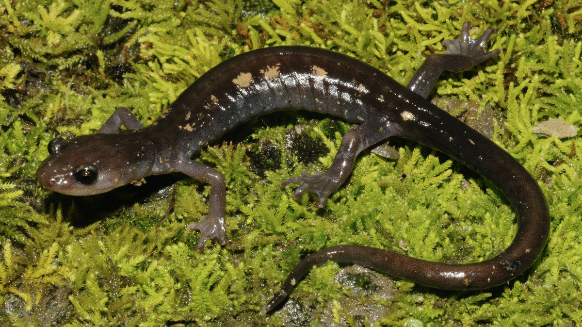 The yellow-spotted woodland salamander.