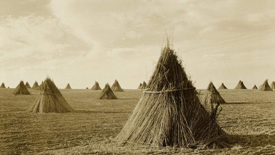 Van Deren Coke took this photo of a Fayette County hemp field in 1942. Hemp was a major cash crop in Kentucky at the time.