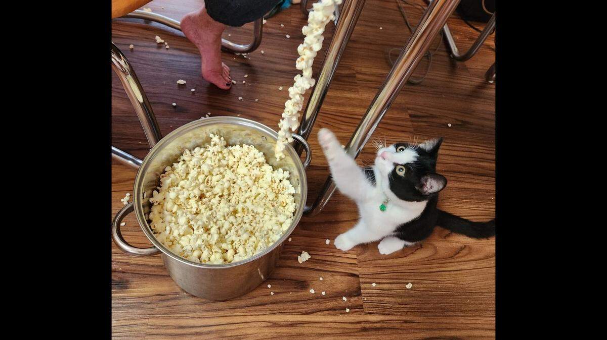 Zsu Zsu is one of four semi-finalists competing to be crowned Kentucky's cutest cat and fell just shy of making it to the final round.