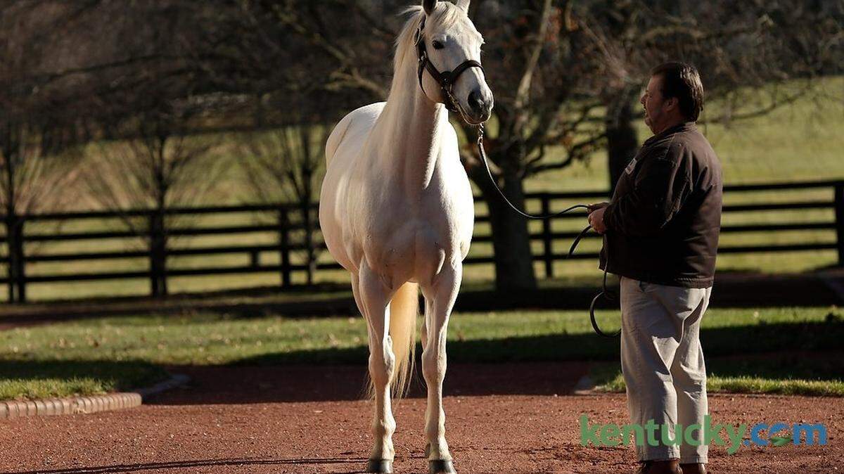 James Kennon led top stallion, Tapit at Gainsway Farm in Lexington, Ky., on Dec. 11, 2014.   Photo by Pablo Alcala | Staff