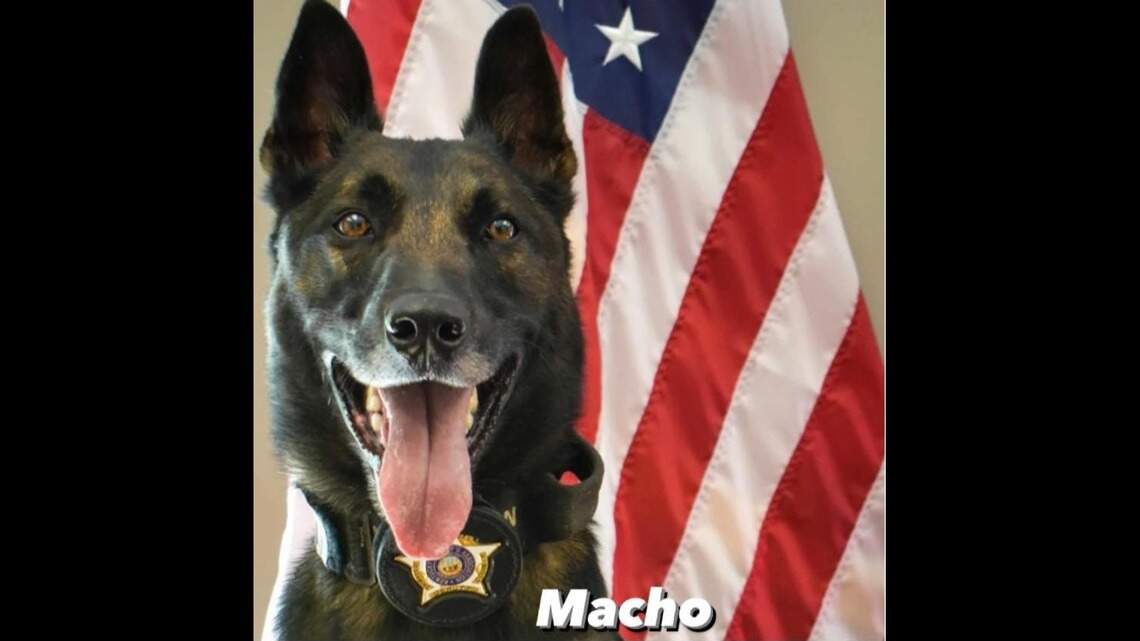 ‘Final call for K9 unit Macho.’ Ky. sheriff’s office says goodbye to police dog who had cancer