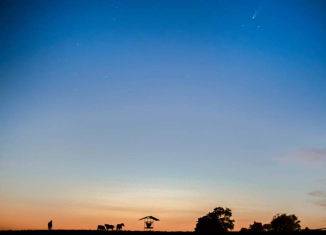 Comet NEOWISE sits in the evening sky as horses graze in a pasture near Lexington, Kentucky, on July 18, 2020.