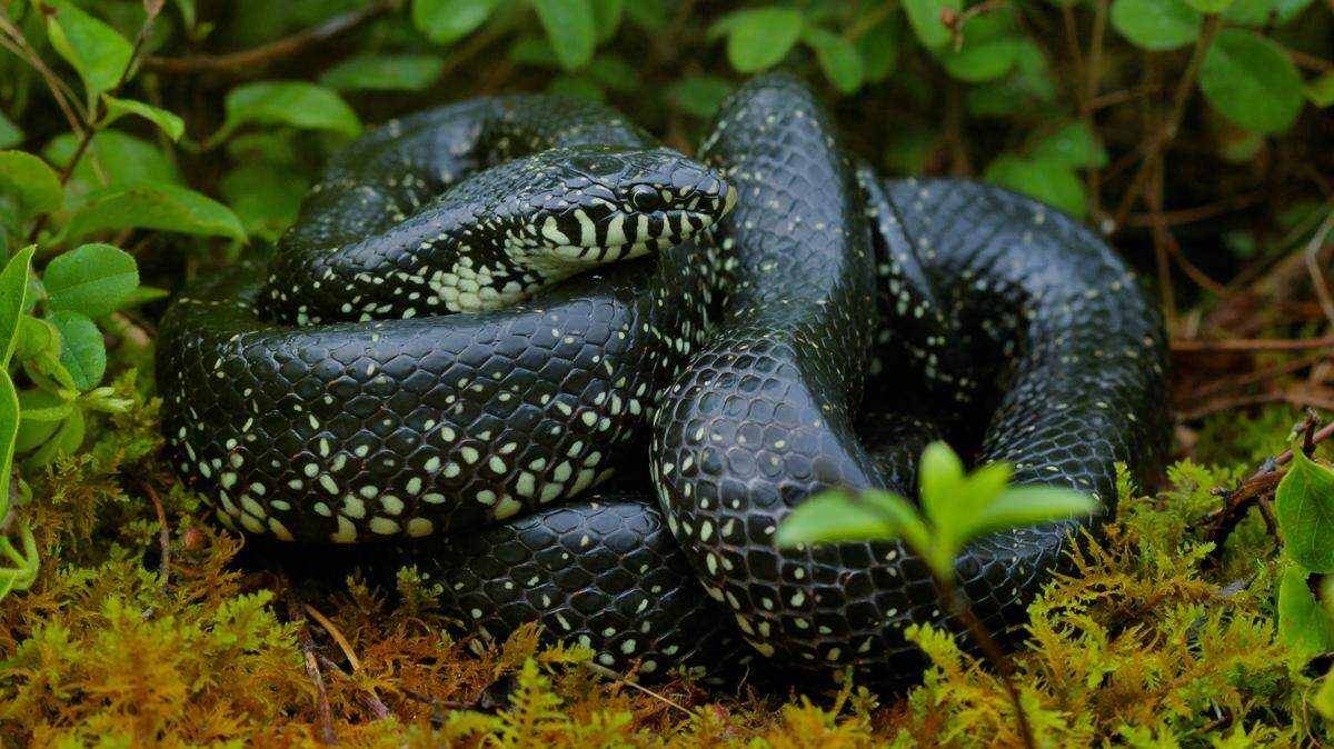 An eastern black kingsnake, observed in Tennessee, coils among some brush.
