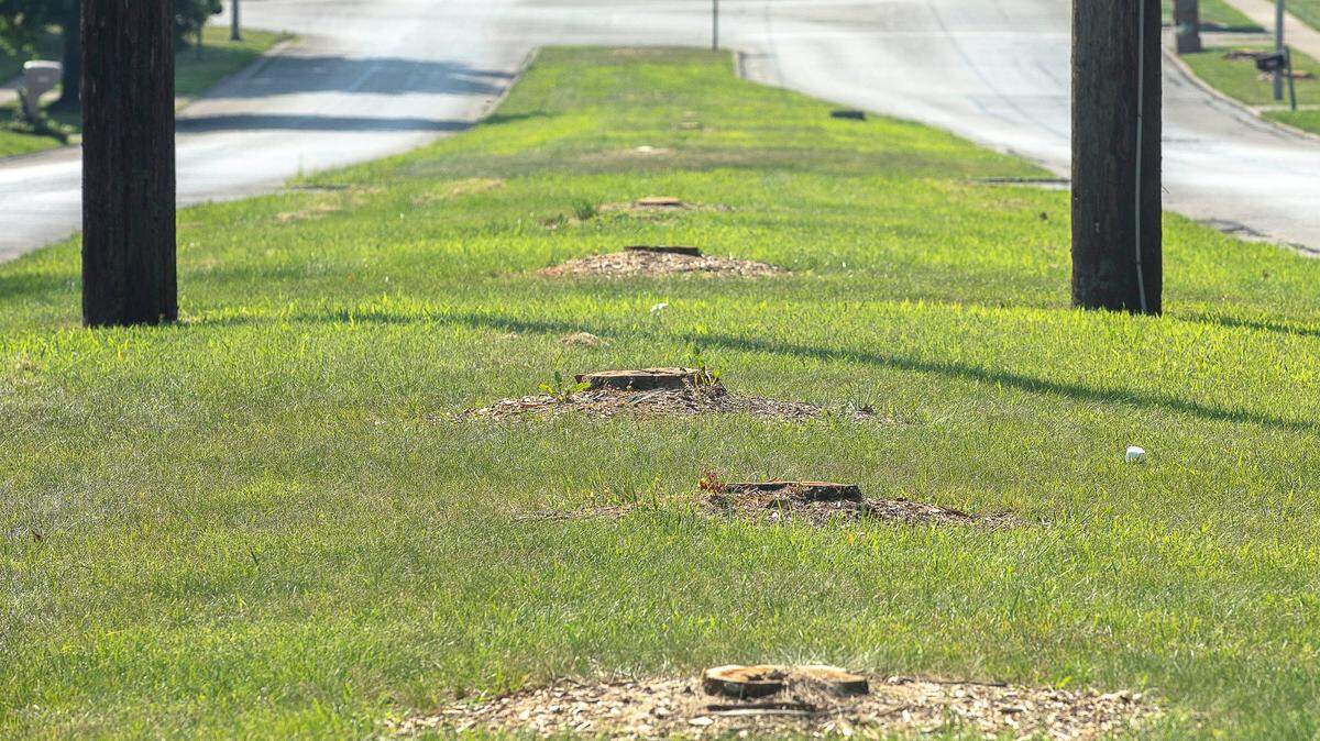Tree stumps in a median along Southpoint Drive near Nicholasville Road in Lexington, Ky., are photographed Monday, July 20, 2020. Kentucky Utilities is cutting all trees that grow more than 10 feet under power transmission lines.