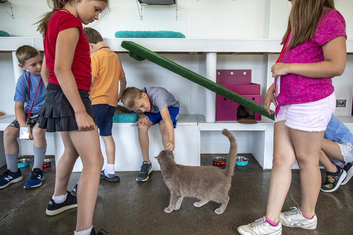 Students in the Lexington Humane Society’s Critter Camp pet cats Friday, June 28, 2019 at the Humane Society. The five-day camp, offered throughout June and July, is a hands-on camp for kids 6-11.