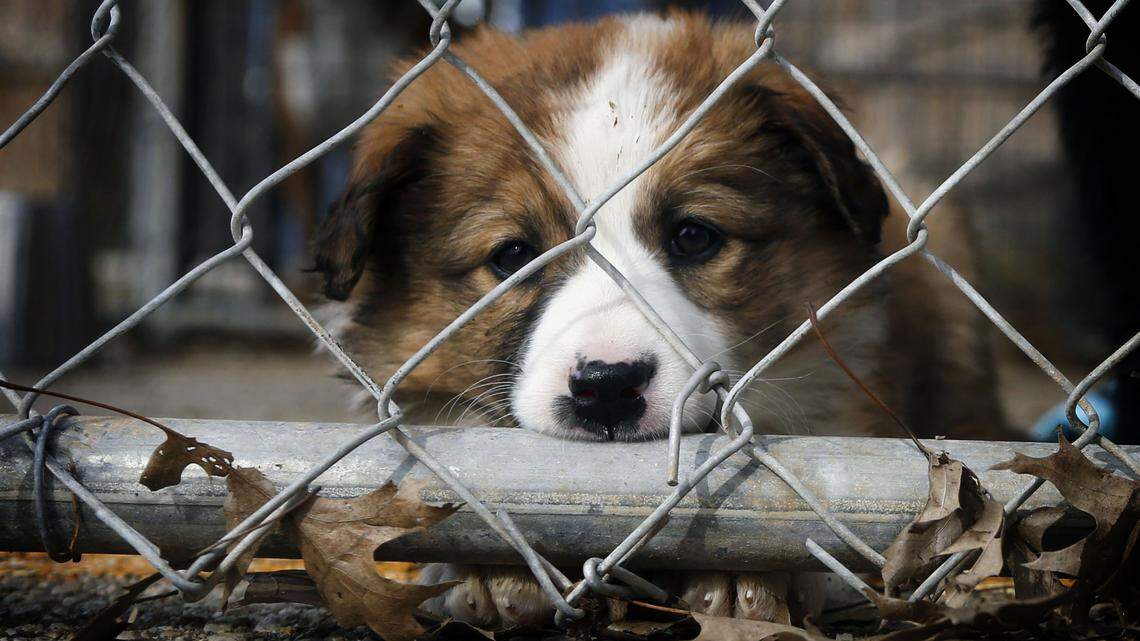 Arwin, a border collie mix puppy looking for adoption, shares space at the Franklin County Humane Society with a growing population of pit bulls.  Photo by Mark Cornelison | Staff