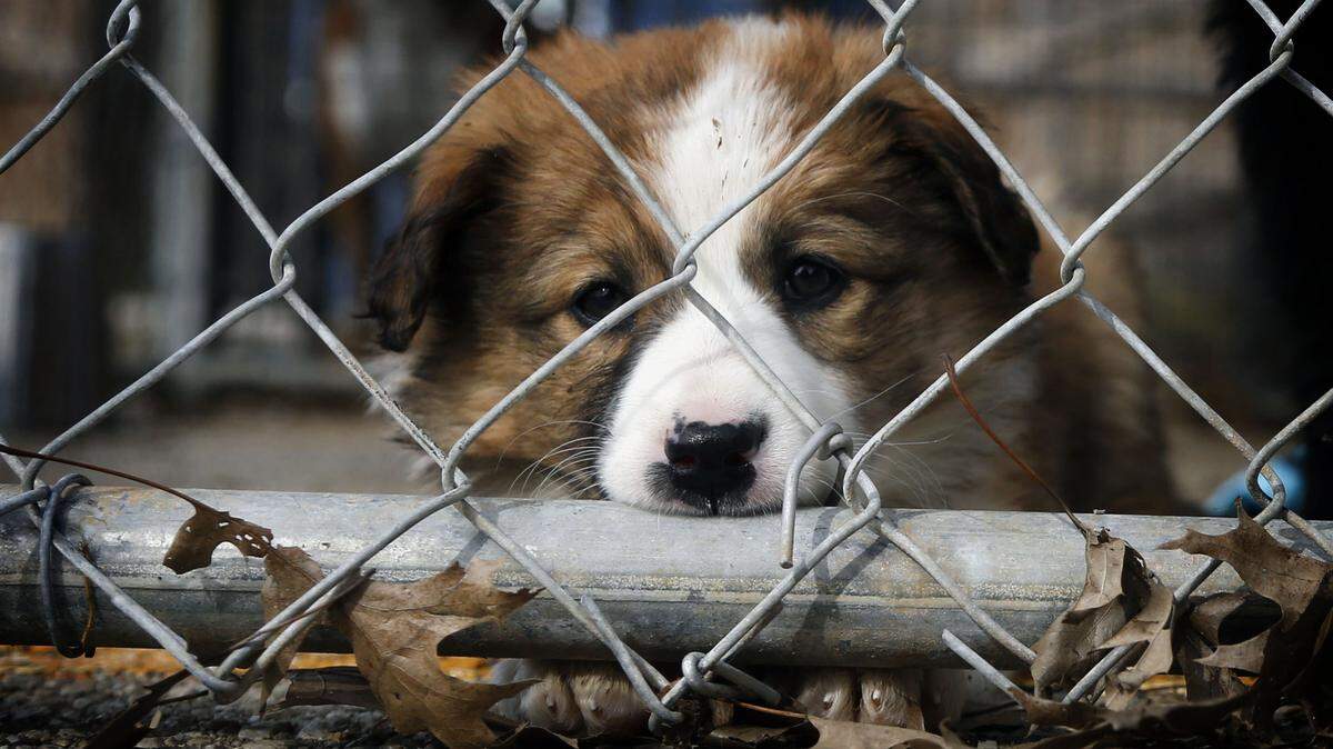 Arwin, a border collie mix puppy looking for adoption, shares space at the Franklin County Humane Society with a growing population of pit bulls.  Photo by Mark Cornelison | Staff