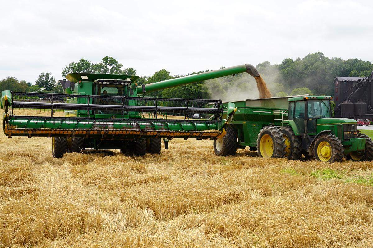 Wheat harvested at Maker’s Mark in June will be evaluated and compared for flavor. Modern wheat varieties were created to feed the world but characteristics that impact taste may have been lost along the way. Maker’s Mark is hoping to unlock and enhance those.