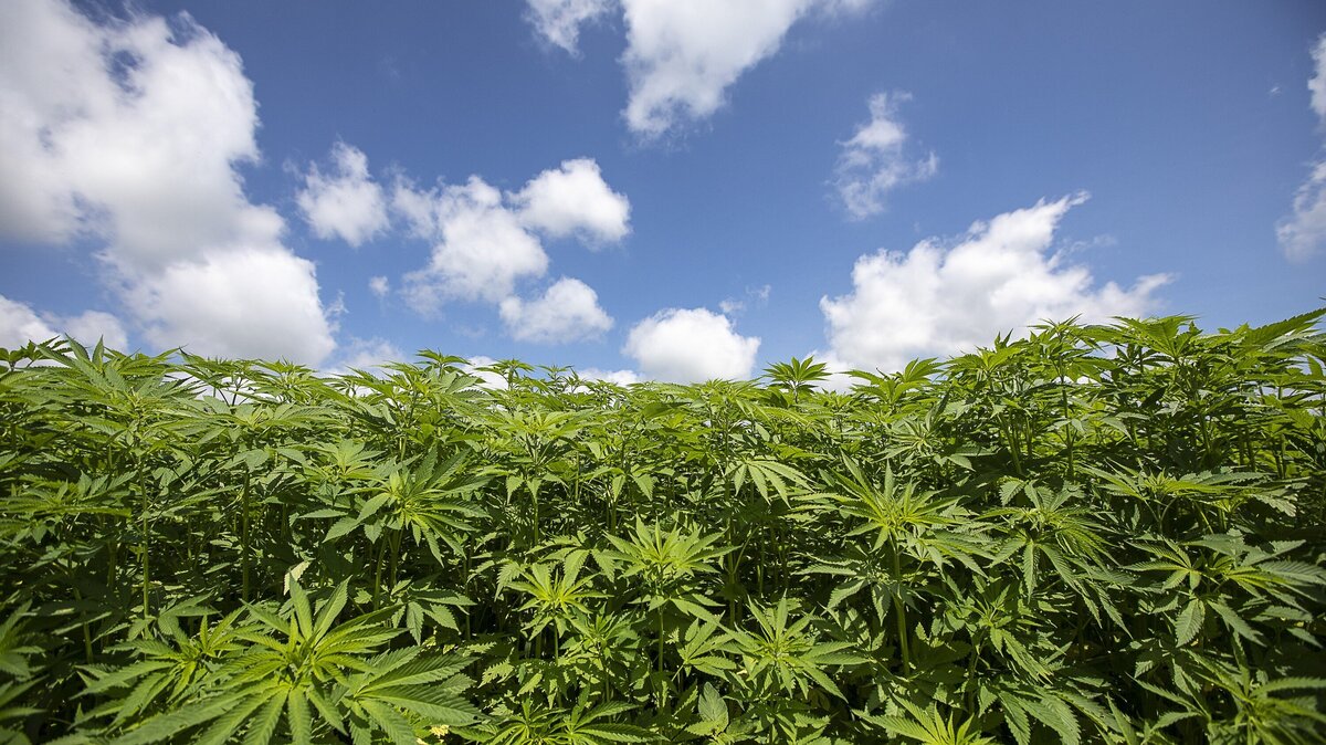 burley tobacco growers cooperative association Kentucky tobacco burley co-op to buy $1 million in hemp
