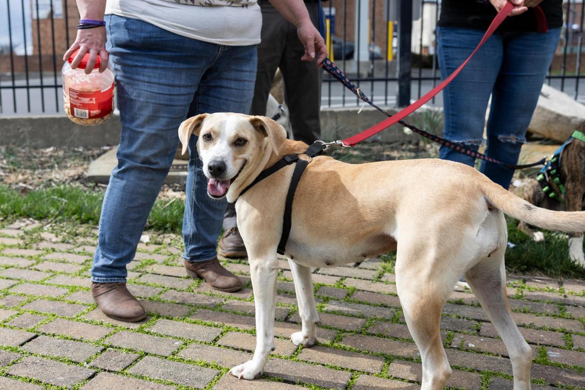 Bossy, a pitbull/hound mix, is the first foster dog that was taken in by Fostering for Recovery in Madison County. Her owner, Catherine Gabbard, completed addiction treatment and has been reunited with Bossy.