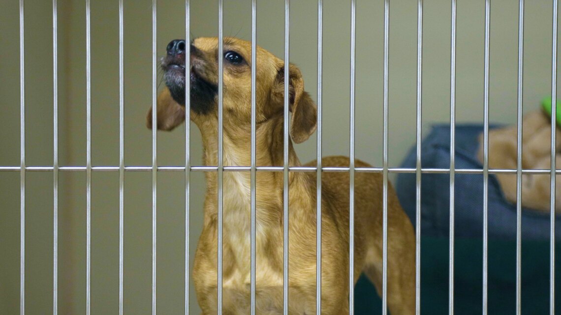 Gobernador DeSantis debe vetar proyecto de ley que ayuda a los criaderos de cachorros | Editorial