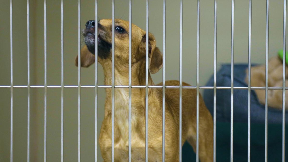 More than 80 Florida cities and counties have passed bans on the sale of puppies. The efforts are meant to crack down on puppy mills.