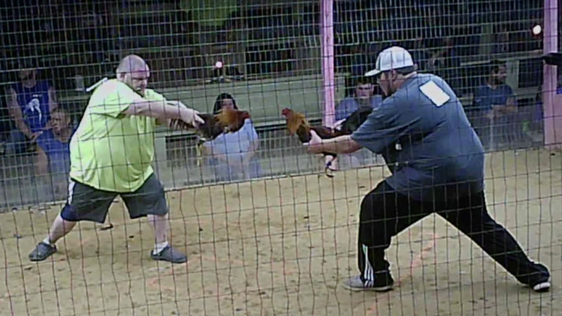 Participants in a cockfight in Clay County, Kentucky, prepare to release their roosters. A group called Showing Animals Respect and Kindness (SHARK) shot the photo without participants’ knowledge.