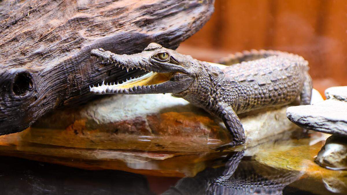 Baby Orinoco crocodile poses on rock at Newport Aquarium, in Newport KY. 