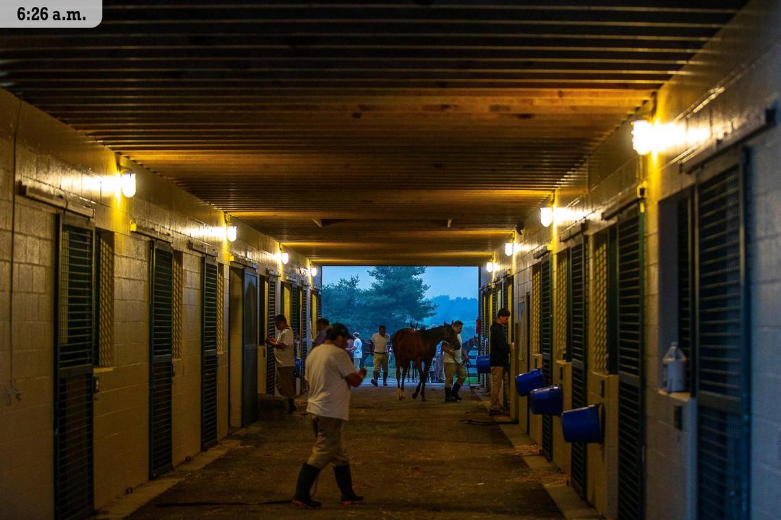 Yearlings are brought inside to a barn at Mill Ridge Farm in Lexington at dawn on Friday, July 9, 2021. Many of the horses will be offered at KeenelandÕs September Yearling Sale this fall. Mill Ridge was started by Alice Chandler in 1962. ChandlerÕs son, Headley Bell, is now managing partner at Mill Ridge.