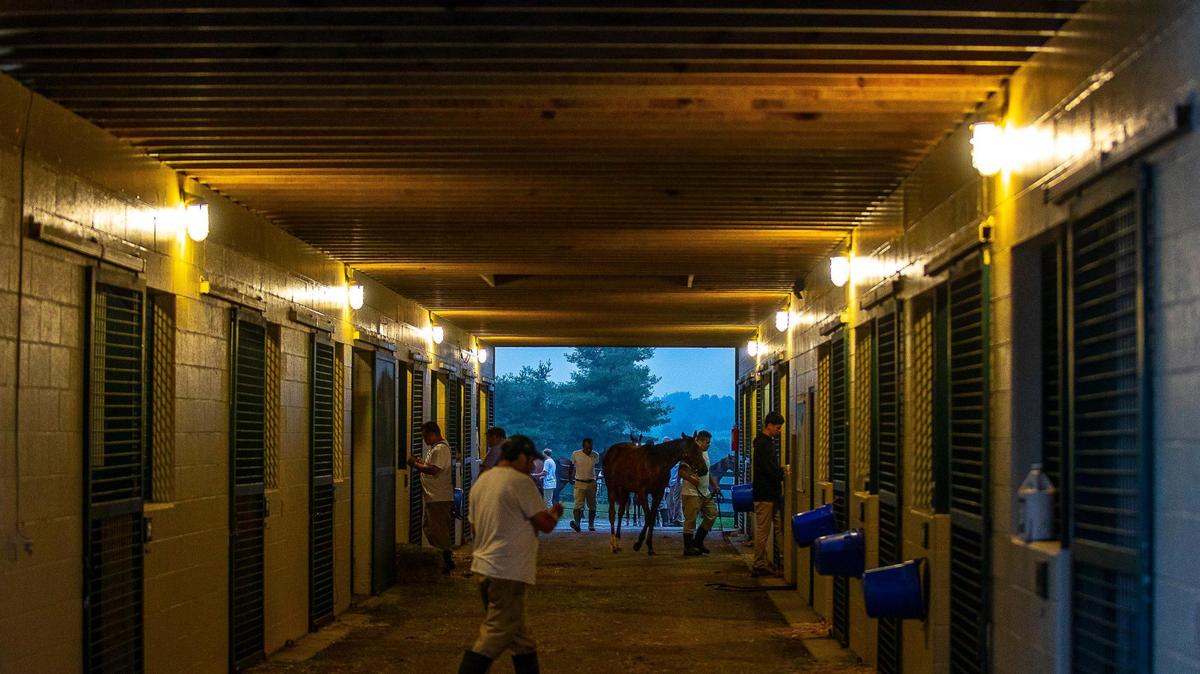 Yearlings are brought inside to a barn at Mill Ridge Farm in Lexington at dawn on Friday, July 9, 2021. 