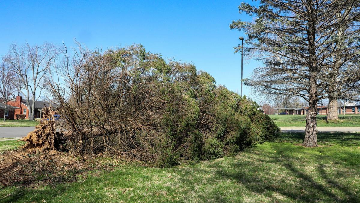 A tree lies in front of Glendover Elementary School Monday, March 6, 2023 in Lexington, Ky. Three days earlier a strong wind storm knocked out power to much of Lexington, Ky.