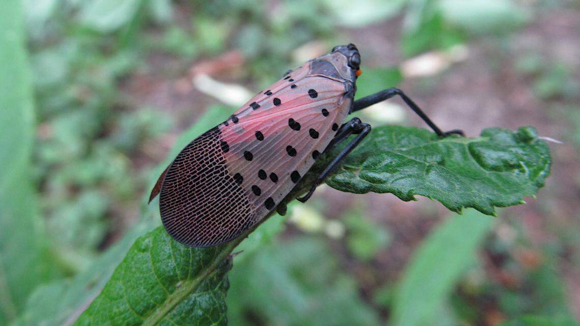 A spotted lanternfly perches on a leaf in Pittsburgh, Pa. The invasive insect has been found in Fayette County.