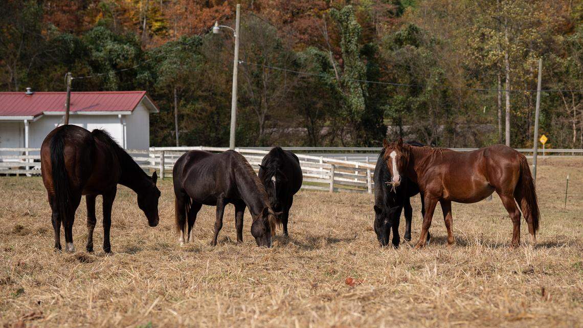 New center in Perry County will be a refuge for EKY’s free-roaming horses