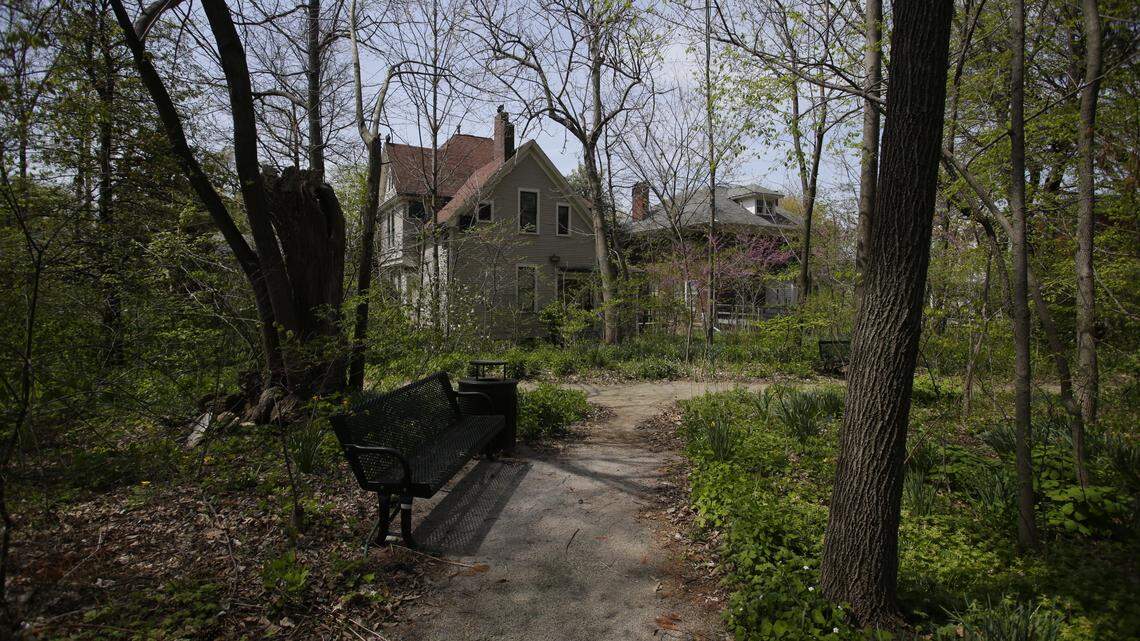 Native Kentucky plants jostle for space and sunlight in this "urban wild." The buildings in the background face busy South Limestone.     