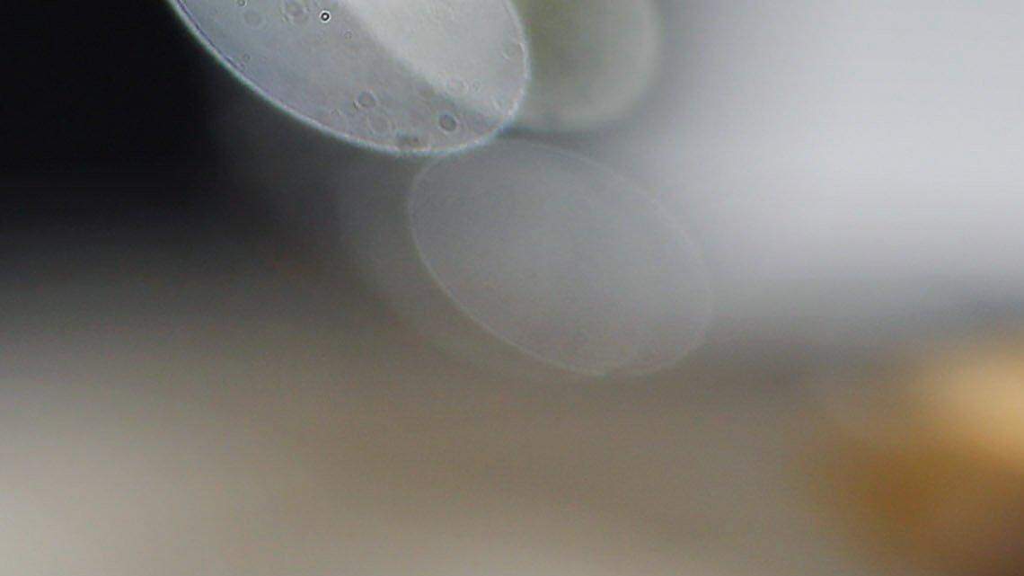 How did your favorite Lexington restaurant do in the latest inspection scores?