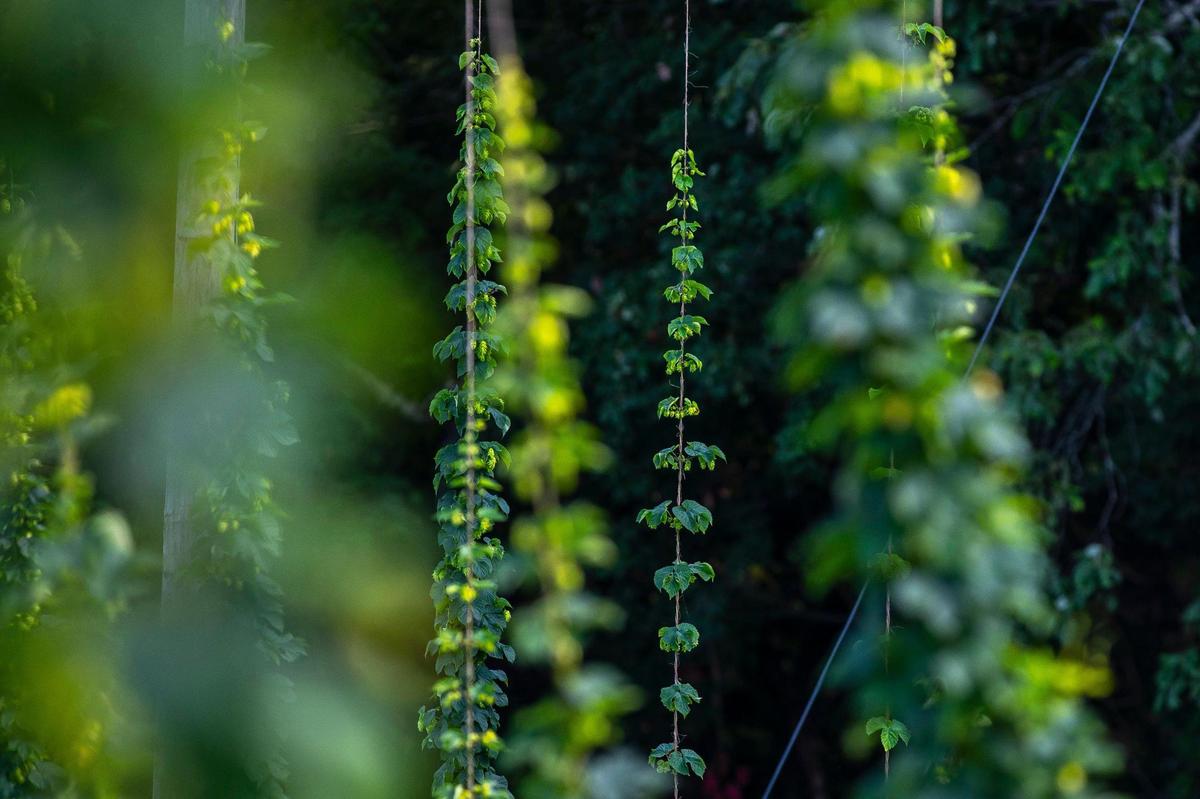 West Sixth bought its farm in Frankfort, Ky., in 2016 to help showcase that making beer is an agricultural act. Hops, an ingredient in beer, are grown on the property.