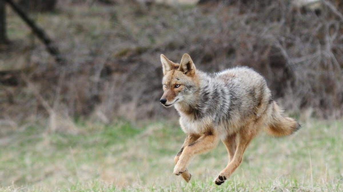 A coyote is captured running mid-stride.