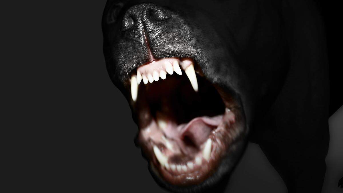 A dog baring its teeth.