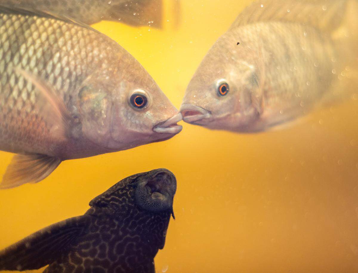 Two tilapia fish swim facing one another while a Pleco fish cleans the tank nearby. They swim in a yellowish-brown water.