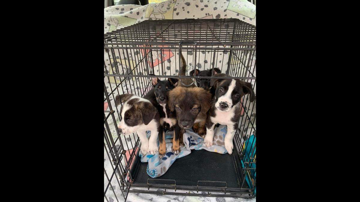 Leaders with Bluegrass Bully Rescue are asking for help in fostering dogs.