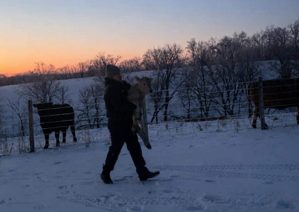 Tanner Sorrell carried a calf that was born during frigid temperatures. After spending a night warming up in the family’s Montgomery County home, she was ready to rejoin her mother.