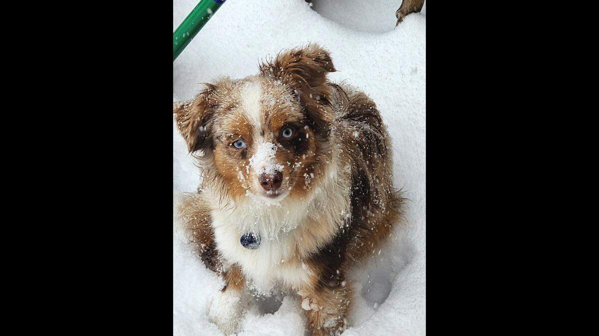 Bennie, a 1-year-old miniature Australian shepherd, lives with his owner, Jordan Geraghty, in Louisville.