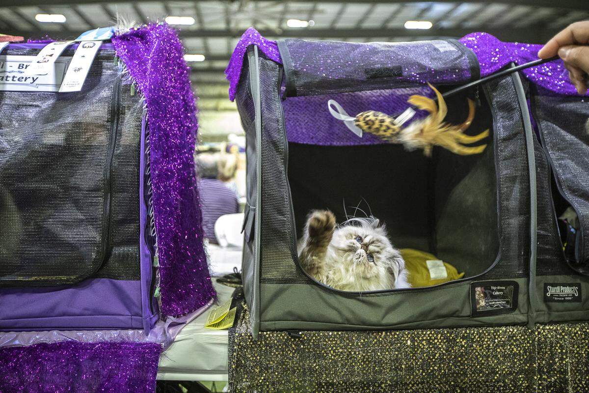 The third annual Triple Crown Cat Fanciers CFA Allbreed Cat Show was held at Kentucky Indoor Sports Saturday and Sunday.