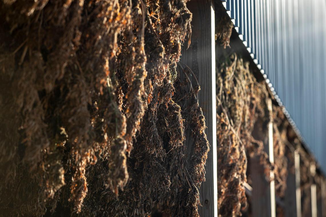 Hemp dries in a barn at Furnwood Farm near Cynthiana. Furnwood and GenCanna had planned to partner on a drying facility but the deal fell through. Now Furnwood is suing.