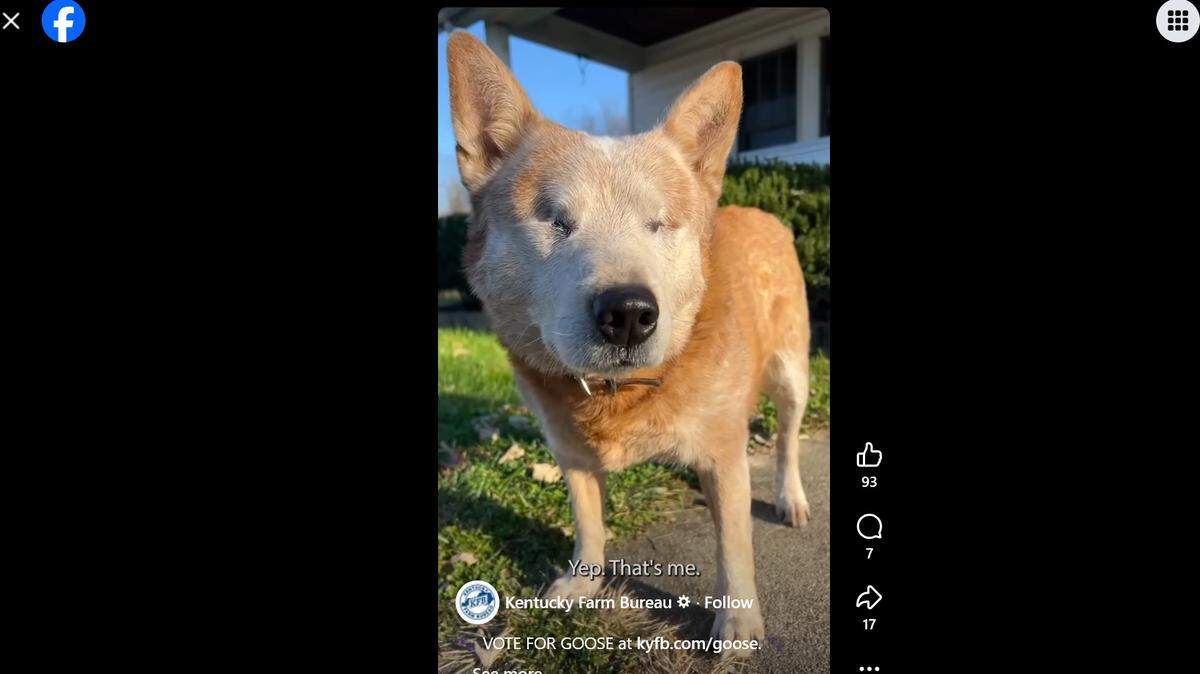 Goose, a red heeler from Pendleton County, KY, is in the running for American Farm Bureau Federation’s Farm Dog of the Year: People’s Choice Pup.