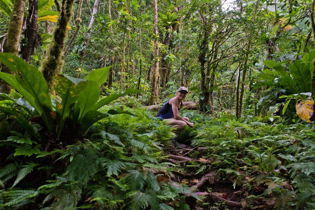 A hiker makes the descent from Nevis Mountain through the rainforest.