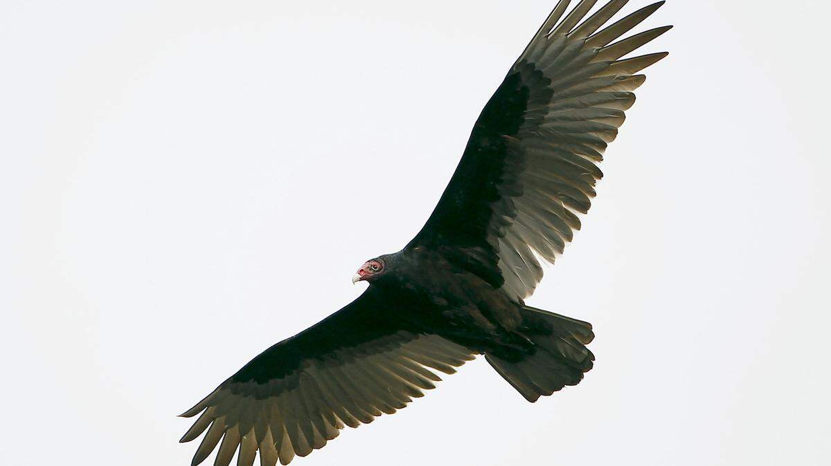 Turkey Vultures in the Landsdowne Subdivision area in Lexington, Ky., Thursday, February 16, 2012. The Turkey Vulture is a scavenger and feeds almost exclusively on carrion. Large flocks of turkey vultures are making the Lansdowne area home. Charles Bertram | Staff