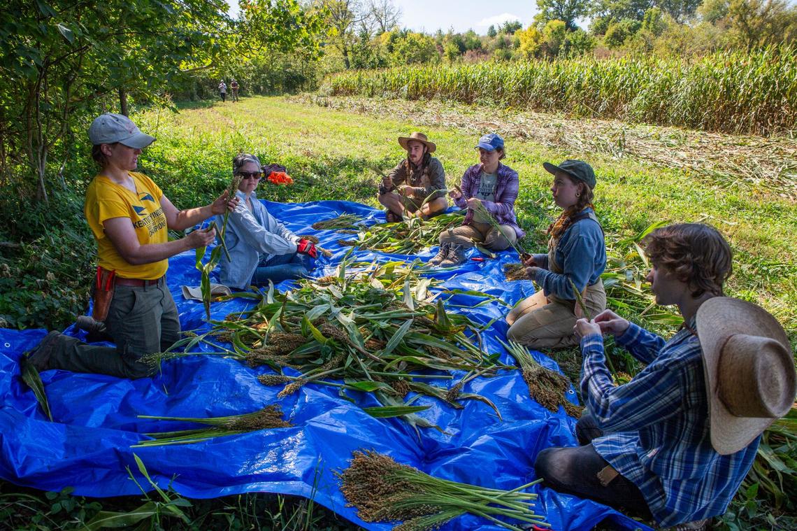 Volunteers came together to help Sunhouse Craft harvest its crop of broomcorn on Lazy Eight Stock Farm in Paint Lick, Ky., on Sunday, Sept. 15, 2024.