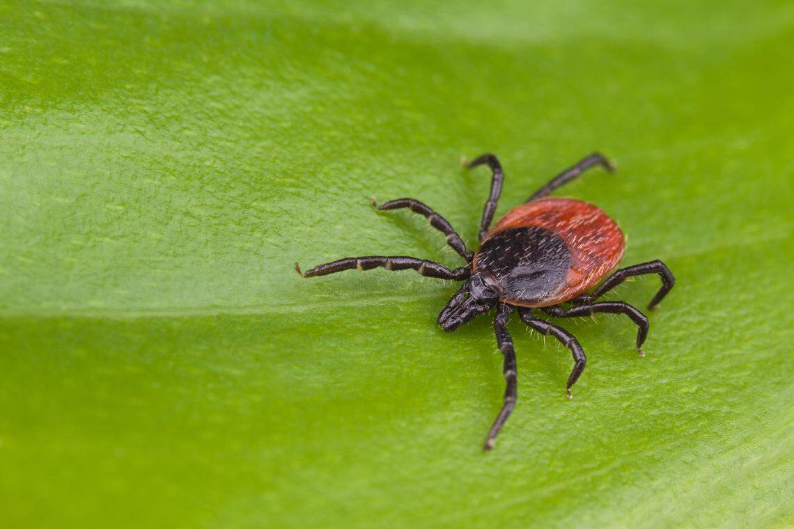 A close-up shot of a blacklegged tick, also called deer ticks in Kentucky. They’re known to carry lyme disease.