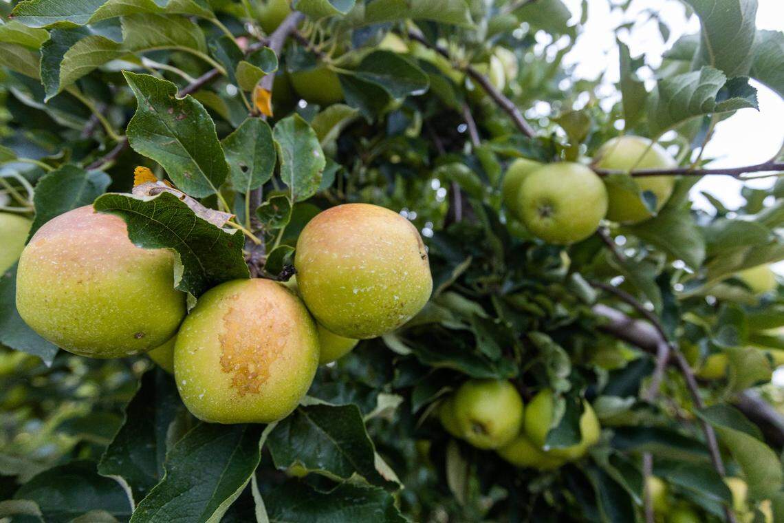 Gala apples are among the fruits for visitors to pick at Eckerts Orchard in Versailles. Peaches and blackberries are also currently available. Blueberries are almost wiped out.