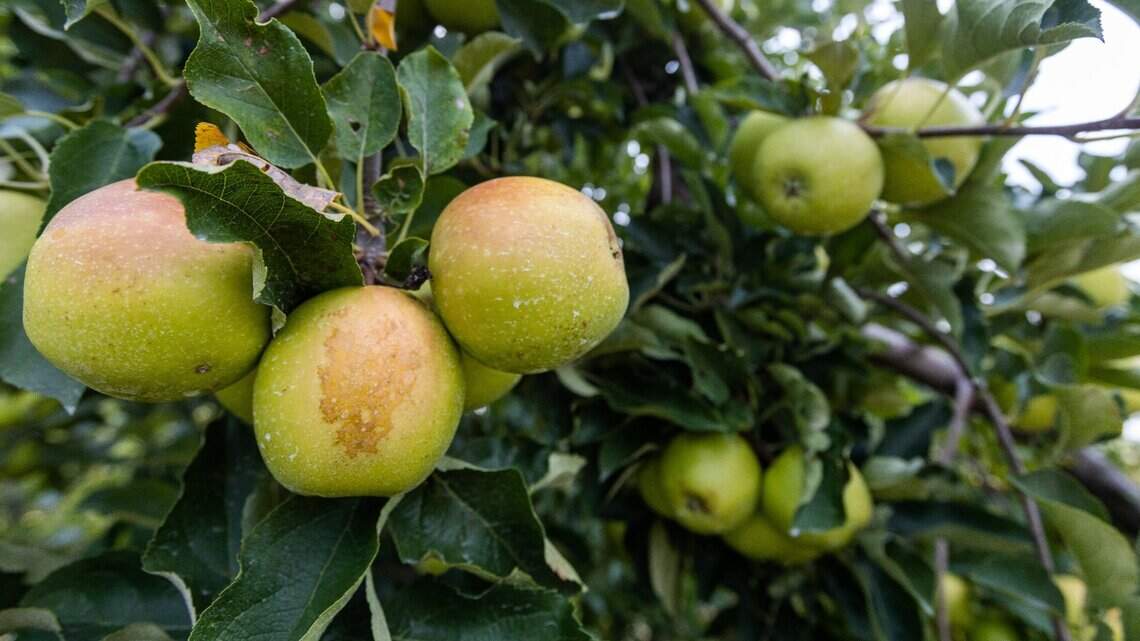 Central Kentucky you-pick orchards having their best crops in 20 years. Here’s why.