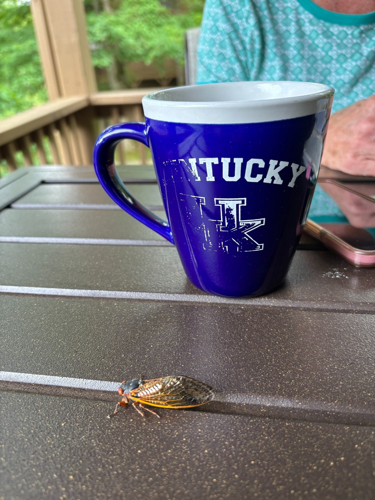 A cicada crawls along a table at Lake Cumberland.