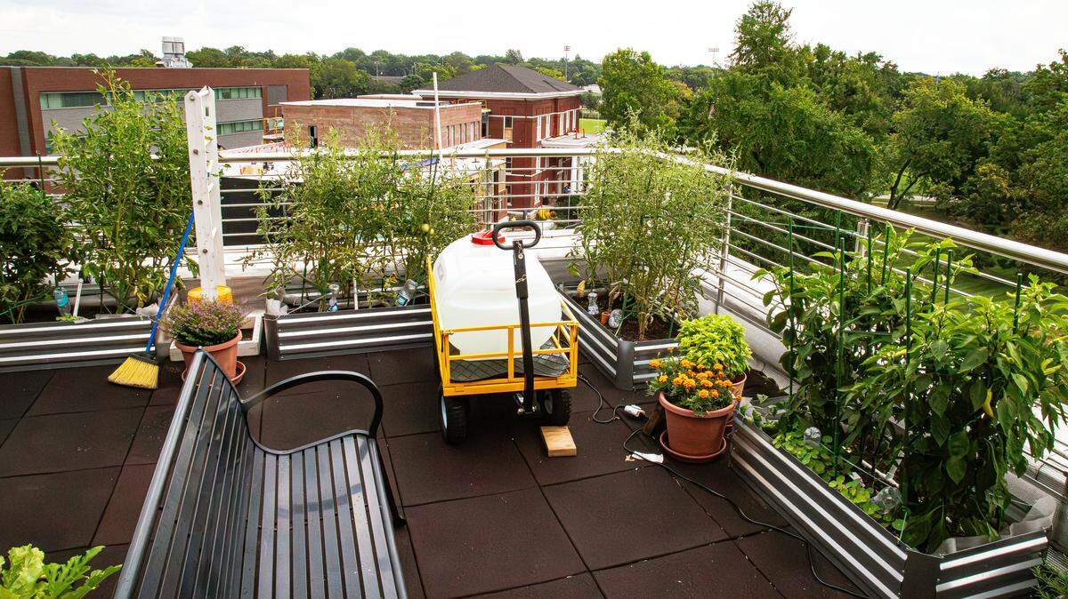 Left-side view of the student-led rooftop community garden project, on the rooftop of the classroom building that services the campus food pantry and addresses food insecurity in the region on August 7, 2025, in Lexington, Ky.  
