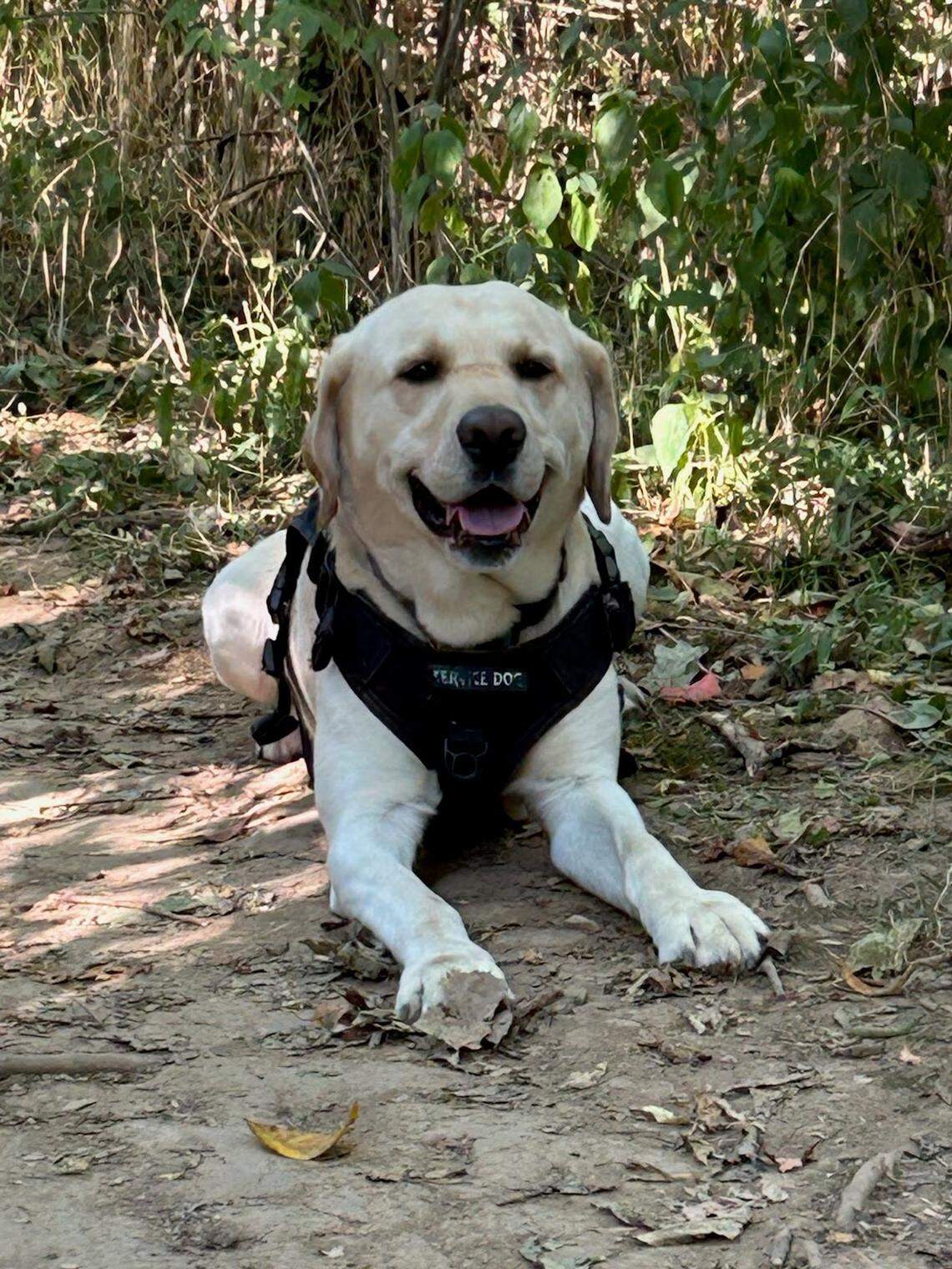 Mooney, a lab service dog, was thrown out of Oasis along with his owner Sarah Van Vooren in March 2023. Now the Lexington Human Rights Commission has fined the restaurant $25,000.