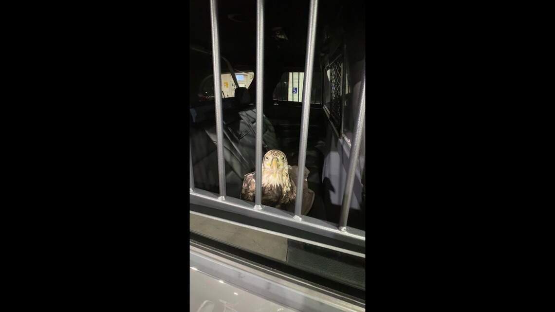 Kentucky State Trooper helps rescue, release bald eagle back into the wild