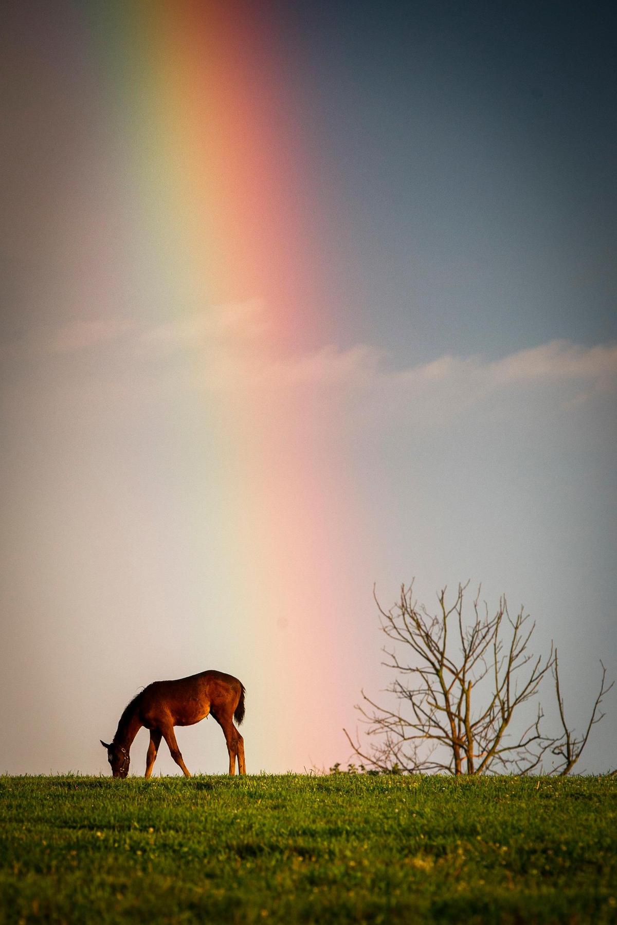 A foal grazes in a field beneath a rainbow following a rainstorm in Lexington, Ky., Friday, June 11, 2021.
