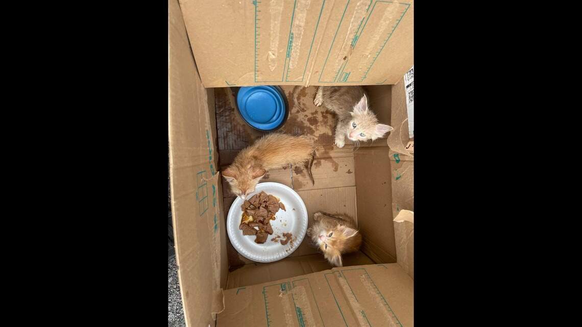 Officials looking for info after several cats found taped inside tote in Kentucky