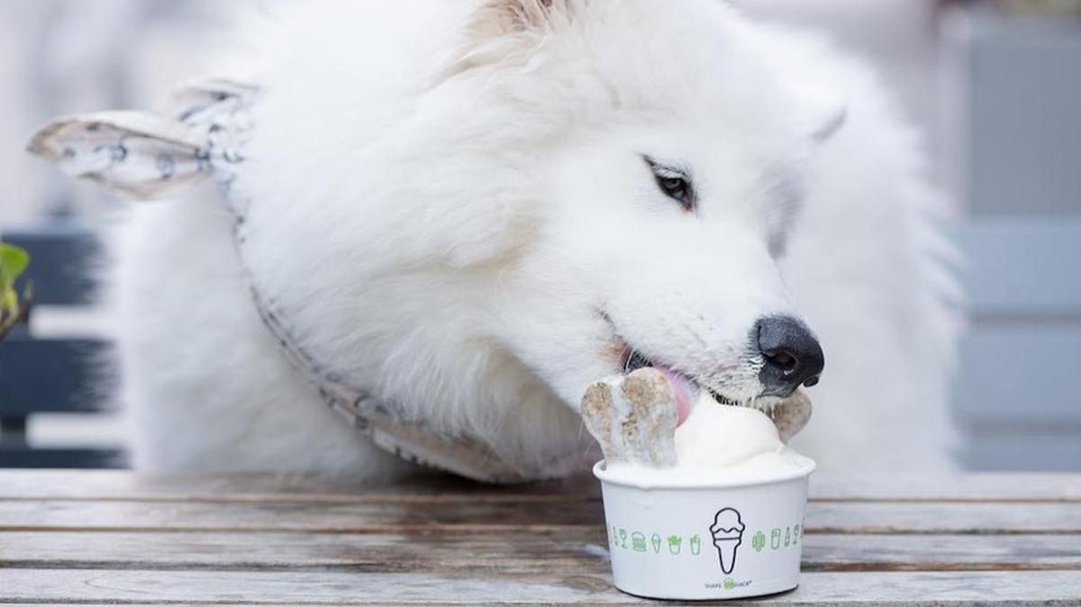 For your pup: The Poochini, a dog-friendly treat made with a Shakeburger dog biscuit, peanut butter sauce and vanilla custard.
