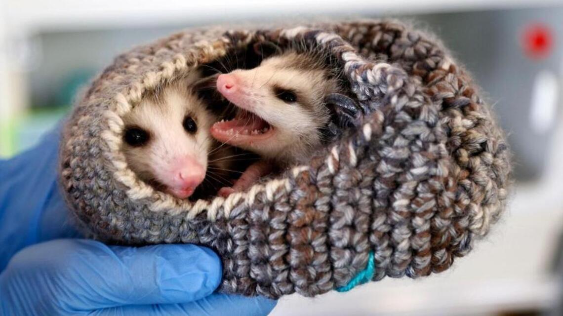 How do you care for lost wild baby animals in KY? You don’t. Call these experts instead